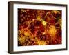 Immunofluorescent LM of Neuron Fibres & Astrocytes-Nancy Kedersha-Framed Photographic Print