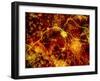 Immunofluorescent LM of Neuron Fibres & Astrocytes-Nancy Kedersha-Framed Photographic Print