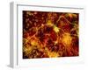 Immunofluorescent LM of Neuron Fibres & Astrocytes-Nancy Kedersha-Framed Photographic Print