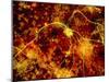 Immunofluorescent LM of Neuron Fibres & Astrocytes-Nancy Kedersha-Mounted Photographic Print