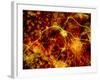 Immunofluorescent LM of Neuron Fibres & Astrocytes-Nancy Kedersha-Framed Photographic Print