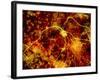 Immunofluorescent LM of Neuron Fibres & Astrocytes-Nancy Kedersha-Framed Photographic Print