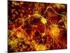 Immunofluorescent LM of Neuron Fibres & Astrocytes-Nancy Kedersha-Mounted Photographic Print