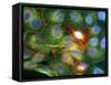 Immunofluorescent LM of Prostate Cancer Cells-Nancy Kedersha-Framed Stretched Canvas