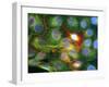 Immunofluorescent LM of Prostate Cancer Cells-Nancy Kedersha-Framed Photographic Print