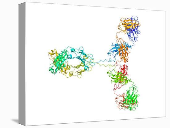 Immunoglobulin G Antibody Molecule-Laguna Design-Stretched Canvas