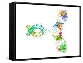 Immunoglobulin G Antibody Molecule-Laguna Design-Framed Stretched Canvas
