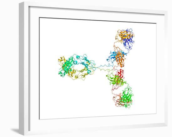 Immunoglobulin G Antibody Molecule-Laguna Design-Framed Photographic Print