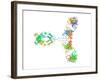 Immunoglobulin G Antibody Molecule-Laguna Design-Framed Photographic Print