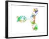 Immunoglobulin G Antibody Molecule-Laguna Design-Framed Photographic Print