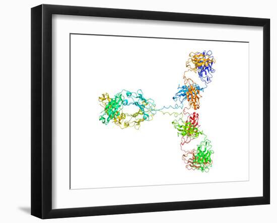 Immunoglobulin G Antibody Molecule-Laguna Design-Framed Photographic Print