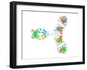 Immunoglobulin G Antibody Molecule-Laguna Design-Framed Photographic Print