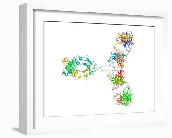 Immunoglobulin G Antibody Molecule-Laguna Design-Framed Photographic Print