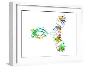 Immunoglobulin G Antibody Molecule-Laguna Design-Framed Photographic Print