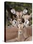 Impala (Aepyceros Melampus) Adult and Juvenile Females, Kruger National Park, South Africa, Africa-James Hager-Stretched Canvas