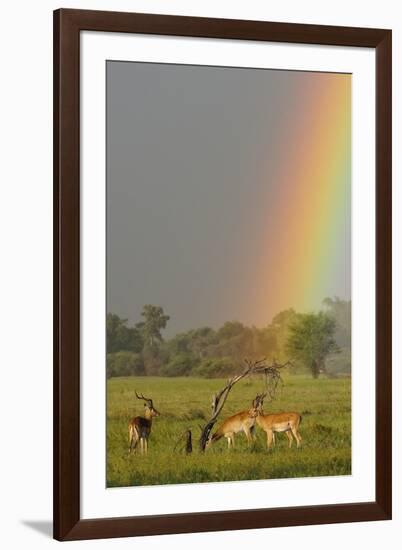 Impala (Aepyceros melampus) and Lechwe (Kobus leche) adults in habitat, Okavango Delta-Shem Compion-Framed Photographic Print