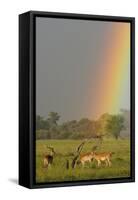 Impala (Aepyceros melampus) and Lechwe (Kobus leche) adults in habitat, Okavango Delta-Shem Compion-Framed Stretched Canvas