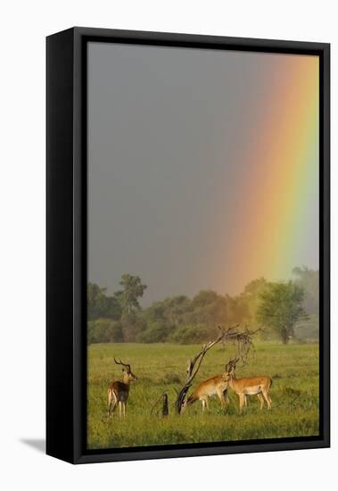 Impala (Aepyceros melampus) and Lechwe (Kobus leche) adults in habitat, Okavango Delta-Shem Compion-Framed Stretched Canvas