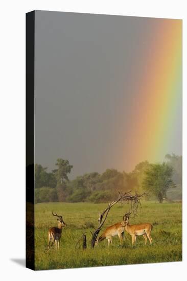 Impala (Aepyceros melampus) and Lechwe (Kobus leche) adults in habitat, Okavango Delta-Shem Compion-Stretched Canvas