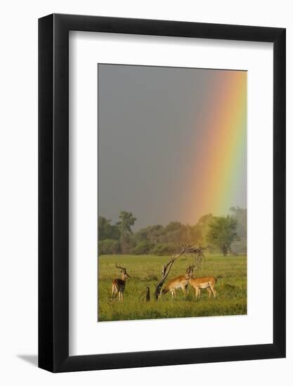 Impala (Aepyceros melampus) and Lechwe (Kobus leche) adults in habitat, Okavango Delta-Shem Compion-Framed Photographic Print