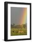 Impala (Aepyceros melampus) and Lechwe (Kobus leche) adults in habitat, Okavango Delta-Shem Compion-Framed Photographic Print