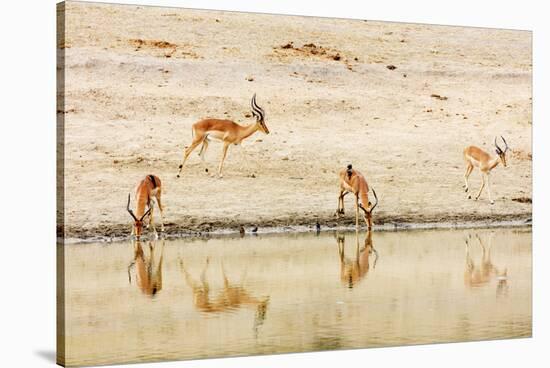 Impala (Aepyceros melampus) at a water hole, Kruger National Park, South Africa, Africa-Christian Kober-Stretched Canvas