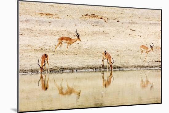 Impala (Aepyceros melampus) at a water hole, Kruger National Park, South Africa, Africa-Christian Kober-Mounted Premium Photographic Print