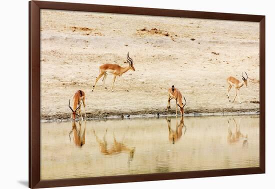 Impala (Aepyceros melampus) at a water hole, Kruger National Park, South Africa, Africa-Christian Kober-Framed Photographic Print