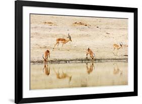 Impala (Aepyceros melampus) at a water hole, Kruger National Park, South Africa, Africa-Christian Kober-Framed Photographic Print