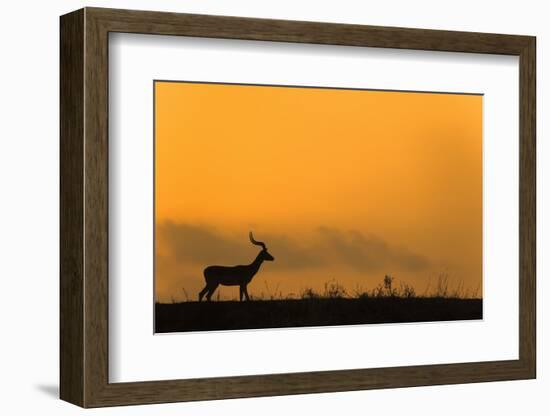 Impala (Aepyceros melampus) at dusk, Zimanga game reserve, KwaZulu-Natal-Ann and Steve Toon-Framed Photographic Print