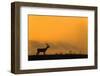 Impala (Aepyceros melampus) at dusk, Zimanga game reserve, KwaZulu-Natal-Ann and Steve Toon-Framed Photographic Print