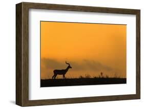 Impala (Aepyceros melampus) at dusk, Zimanga game reserve, KwaZulu-Natal-Ann and Steve Toon-Framed Photographic Print