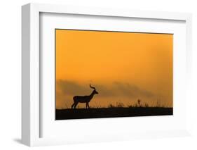 Impala (Aepyceros melampus) at dusk, Zimanga game reserve, KwaZulu-Natal-Ann and Steve Toon-Framed Photographic Print