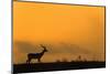 Impala (Aepyceros melampus) at dusk, Zimanga game reserve, KwaZulu-Natal-Ann and Steve Toon-Mounted Photographic Print