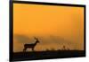 Impala (Aepyceros melampus) at dusk, Zimanga game reserve, KwaZulu-Natal-Ann and Steve Toon-Framed Photographic Print