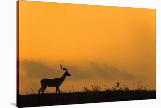 Impala (Aepyceros melampus) at dusk, Zimanga game reserve, KwaZulu-Natal-Ann and Steve Toon-Stretched Canvas