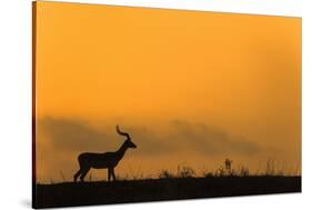 Impala (Aepyceros melampus) at dusk, Zimanga game reserve, KwaZulu-Natal-Ann and Steve Toon-Stretched Canvas