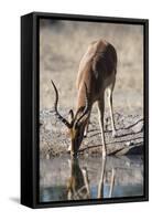 Impala (Aepyceros melampus) at waterhole, Kalahari, Botswana, Africa-Sergio Pitamitz-Framed Stretched Canvas