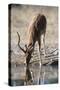 Impala (Aepyceros melampus) at waterhole, Kalahari, Botswana, Africa-Sergio Pitamitz-Stretched Canvas