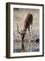 Impala (Aepyceros melampus) at waterhole, Kalahari, Botswana, Africa-Sergio Pitamitz-Framed Photographic Print