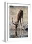 Impala (Aepyceros melampus) at waterhole, Kalahari, Botswana, Africa-Sergio Pitamitz-Framed Photographic Print