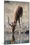 Impala (Aepyceros melampus) at waterhole, Kalahari, Botswana, Africa-Sergio Pitamitz-Mounted Photographic Print
