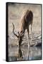 Impala (Aepyceros melampus) at waterhole, Kalahari, Botswana, Africa-Sergio Pitamitz-Framed Stretched Canvas