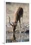 Impala (Aepyceros melampus) at waterhole, Kalahari, Botswana, Africa-Sergio Pitamitz-Framed Photographic Print