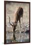 Impala (Aepyceros melampus) at waterhole, Kalahari, Botswana, Africa-Sergio Pitamitz-Framed Photographic Print