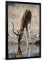 Impala (Aepyceros melampus) at waterhole, Kalahari, Botswana, Africa-Sergio Pitamitz-Framed Photographic Print