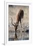 Impala (Aepyceros melampus) at waterhole, Kalahari, Botswana, Africa-Sergio Pitamitz-Framed Photographic Print