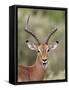 Impala (Aepyceros Melampus) Buck Chewing its Cud, Kruger National Park, South Africa, Africa-James Hager-Framed Stretched Canvas