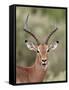 Impala (Aepyceros Melampus) Buck Chewing its Cud, Kruger National Park, South Africa, Africa-James Hager-Framed Stretched Canvas