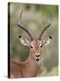 Impala (Aepyceros Melampus) Buck Chewing its Cud, Kruger National Park, South Africa, Africa-James Hager-Stretched Canvas